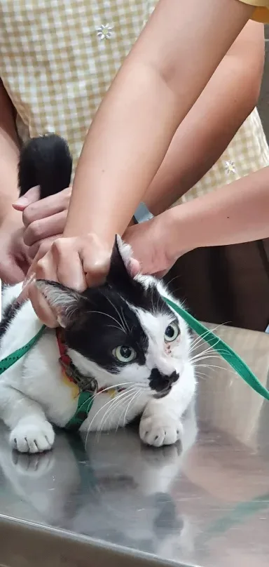 Dr. Kamol Pet Clinic คลินิก-โรงพยาบาลสัตว์ กรุงเทพมหานคร 5
