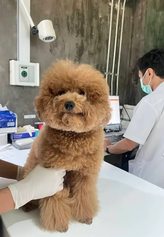 Setthakit Animal Hospital คลินิก-โรงพยาบาลสัตว์ กรุงเทพมหานคร 3