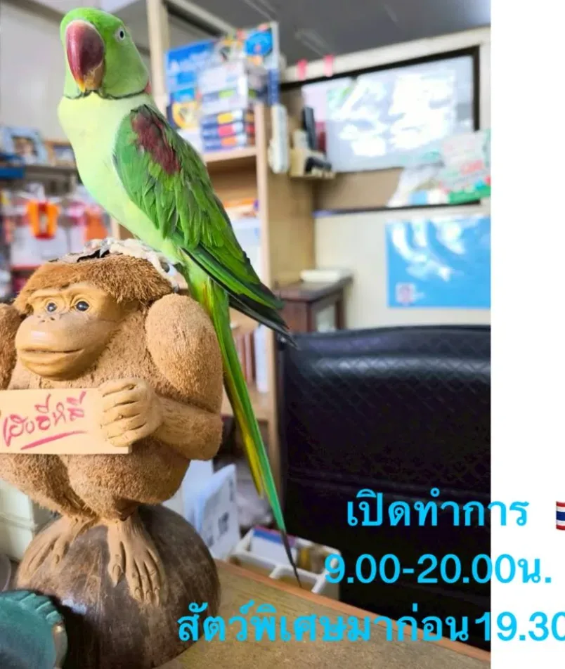 เอ็น.เค.สัตวแพทย์ คลินิกสัตว์ปีกและสัตว์พิเศษเลี้ยงลูกด้วยนม