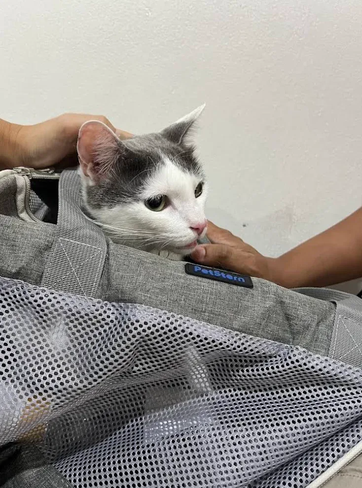 คลินิกกัญญา รักษาสัตว์ Dr.Kanya Vet Clinic คลินิก-โรงพยาบาลสัตว์ กรุงเทพมหานคร 4