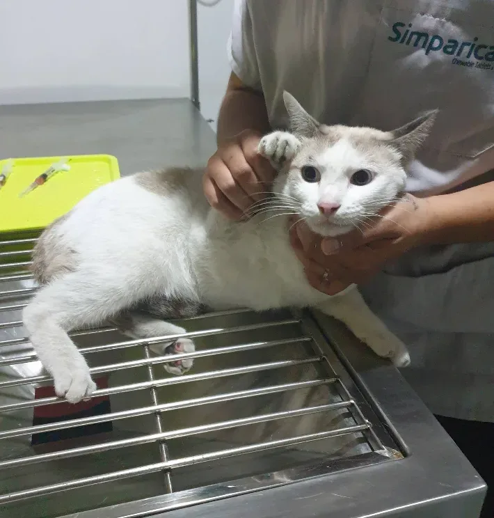 คลินิกกัญญา รักษาสัตว์ Dr.Kanya Vet Clinic คลินิก-โรงพยาบาลสัตว์ กรุงเทพมหานคร 5