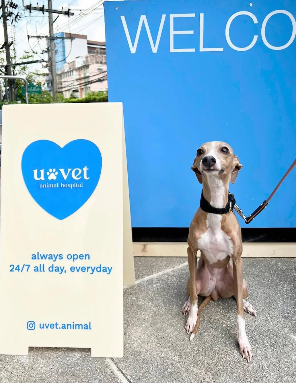 โรงพยาบาลสัตว์ยูเว็ท รามคำแหง (83/2) 24 ชั่วโมง UVET Animal Hospital Ramkhamhaeng คลินิก-โรงพยาบาลสัตว์ กรุงเทพมหานคร 3