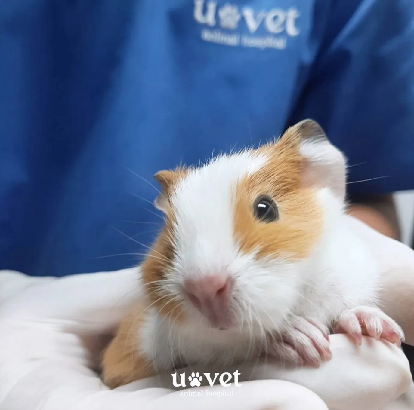 โรงพยาบาลสัตว์ยูเว็ท รามคำแหง (83/2) 24 ชั่วโมง UVET Animal Hospital Ramkhamhaeng คลินิก-โรงพยาบาลสัตว์ กรุงเทพมหานคร 6