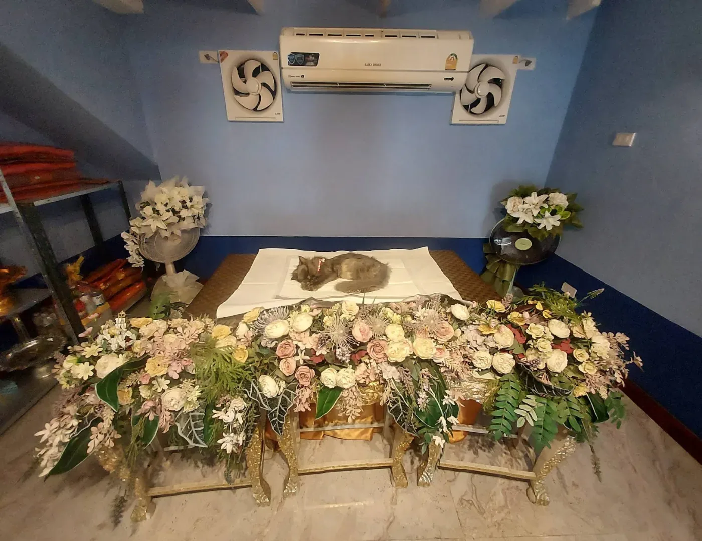 โรงพยาบาลสัตว์ด็อกเตอร์เพ็ท Dr. Pet Animal Hospital , Doctorpet Animal Hospital คลินิก-โรงพยาบาลสัตว์ กรุงเทพมหานคร 4
