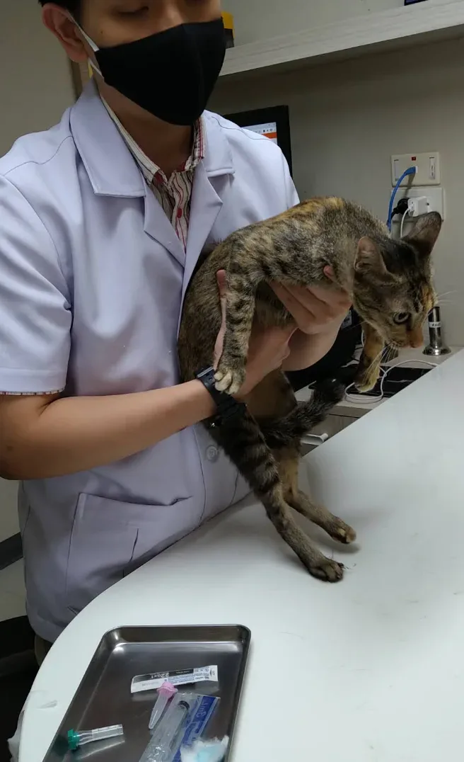 โรงพยาบาลสัตว์ด็อกเตอร์เพ็ท Dr. Pet Animal Hospital , Doctorpet Animal Hospital คลินิก-โรงพยาบาลสัตว์ กรุงเทพมหานคร 6