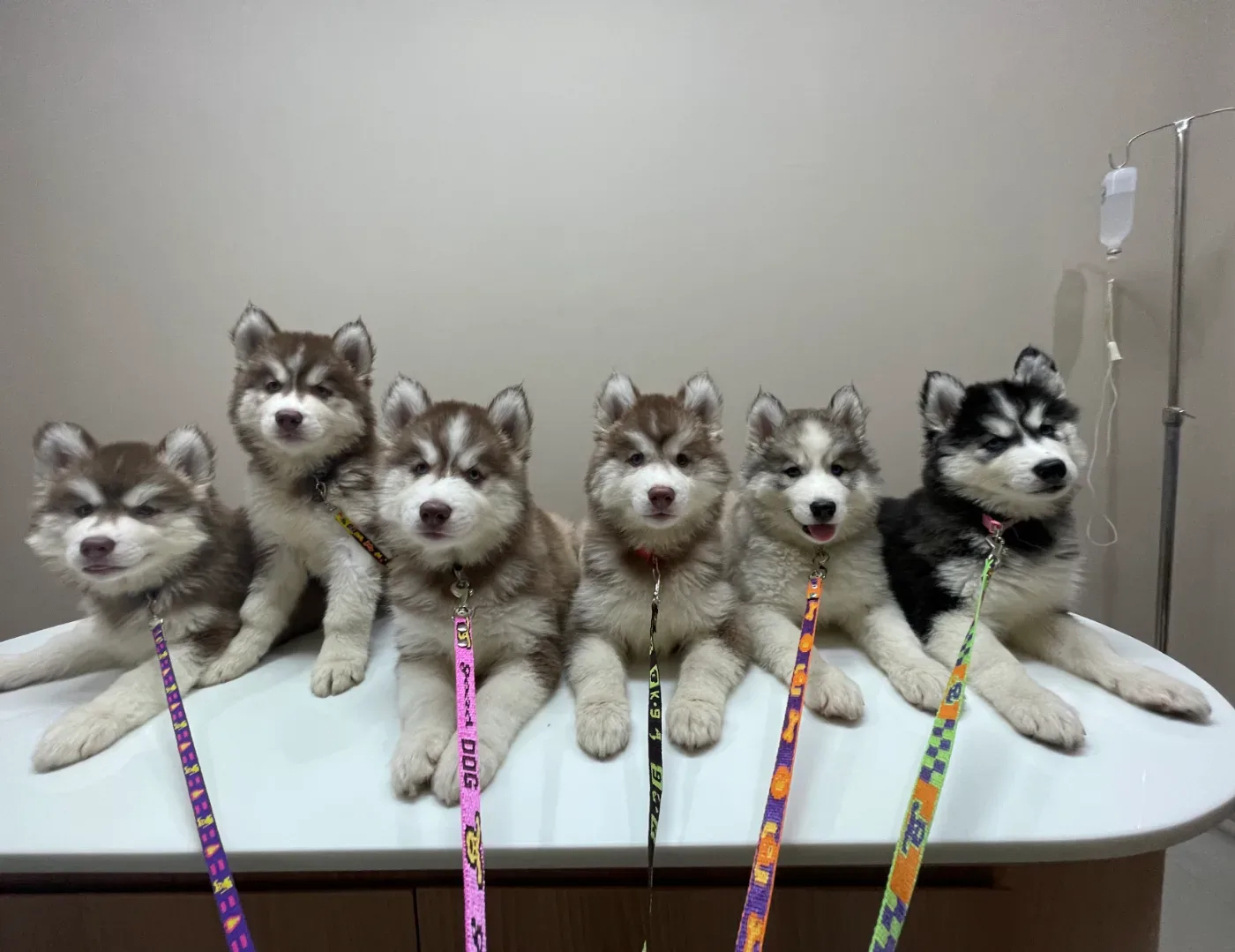 โรงพยาบาลสัตว์และสัตว์พิเศษออลเพ็ท 24 ชั่วโมง Allpet Small Animal and Exotic Hospital（Allpet动物医院） คลินิก-โรงพยาบาลสัตว์ กรุงเทพมหานคร