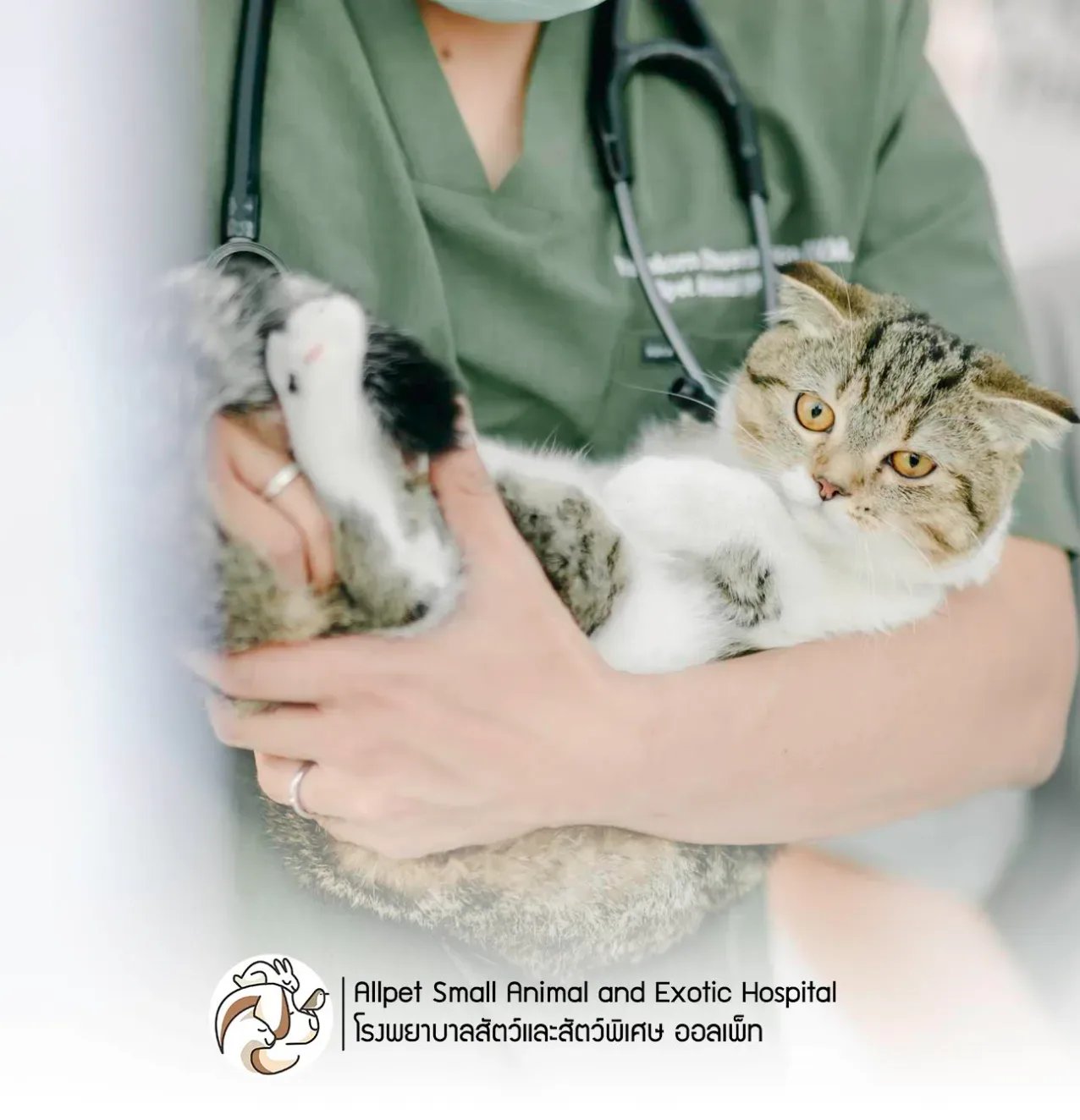 โรงพยาบาลสัตว์และสัตว์พิเศษออลเพ็ท 24 ชั่วโมง Allpet Small Animal and Exotic Hospital（Allpet动物医院） คลินิก-โรงพยาบาลสัตว์ กรุงเทพมหานคร 3