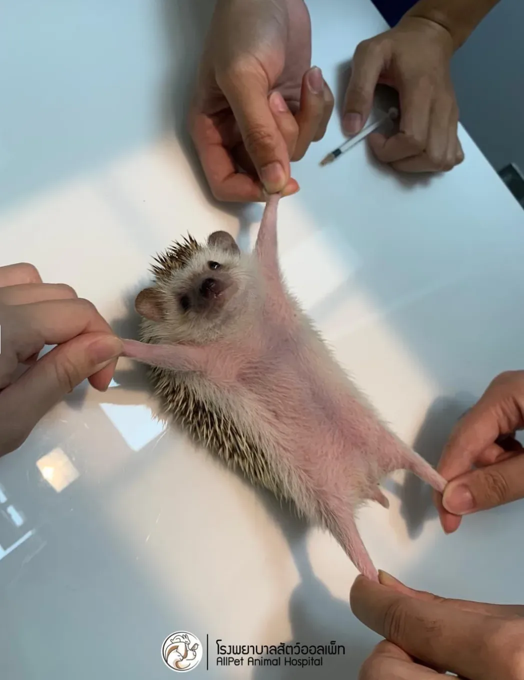 โรงพยาบาลสัตว์และสัตว์พิเศษออลเพ็ท 24 ชั่วโมง Allpet Small Animal and Exotic Hospital（Allpet动物医院） คลินิก-โรงพยาบาลสัตว์ กรุงเทพมหานคร 6