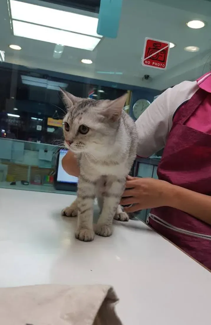 Mahasin Vet Hospital คลินิก-โรงพยาบาลสัตว์ กรุงเทพมหานคร 3