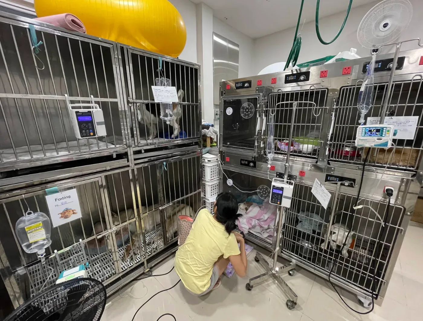 Forest animal hospital คลินิก-โรงพยาบาลสัตว์ กรุงเทพมหานคร 6