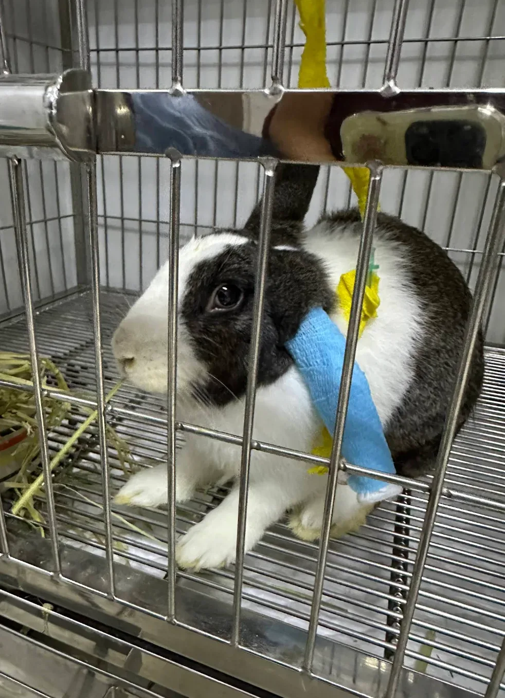 โรงพยาบาลสัตว์ยูเว็ท รามอินทรา UVET Animal Hospital Ramintra คลินิก-โรงพยาบาลสัตว์ กรุงเทพมหานคร 3