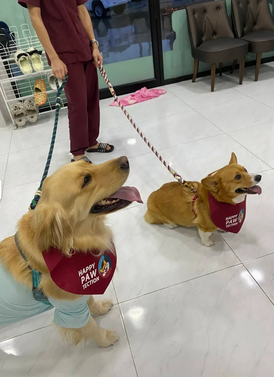 Pinnacle Pet Hospital Bangna คลินิก-โรงพยาบาลสัตว์ สมุทรปราการ 5