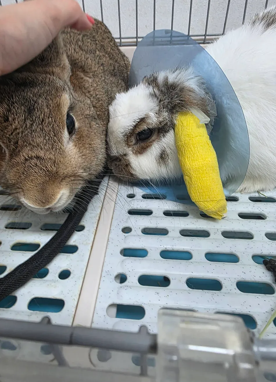 Gamma ExoticPetCare Hospital คลินิก-โรงพยาบาลสัตว์ กรุงเทพมหานคร 3