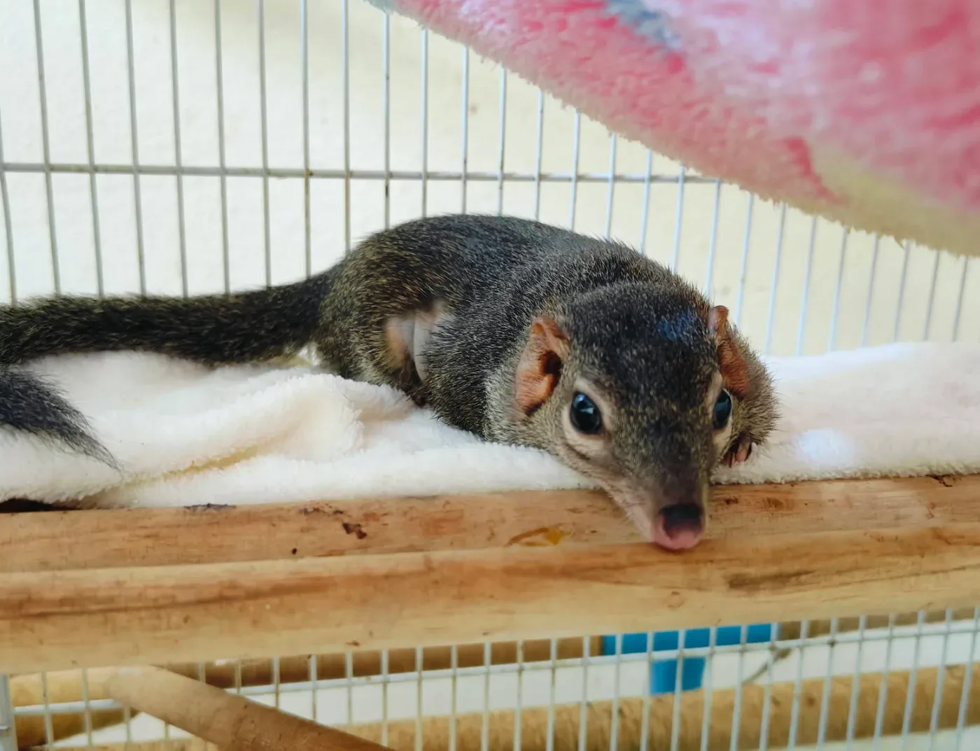 Gamma ExoticPetCare Hospital คลินิก-โรงพยาบาลสัตว์ กรุงเทพมหานคร 2
