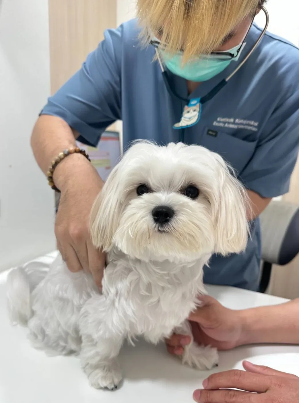 Vetville Pet Hospital Rama3 โรงพยาบาลสัตว์เว็ทวิลล์ พระราม 3 คลินิก-โรงพยาบาลสัตว์ กรุงเทพมหานคร 6