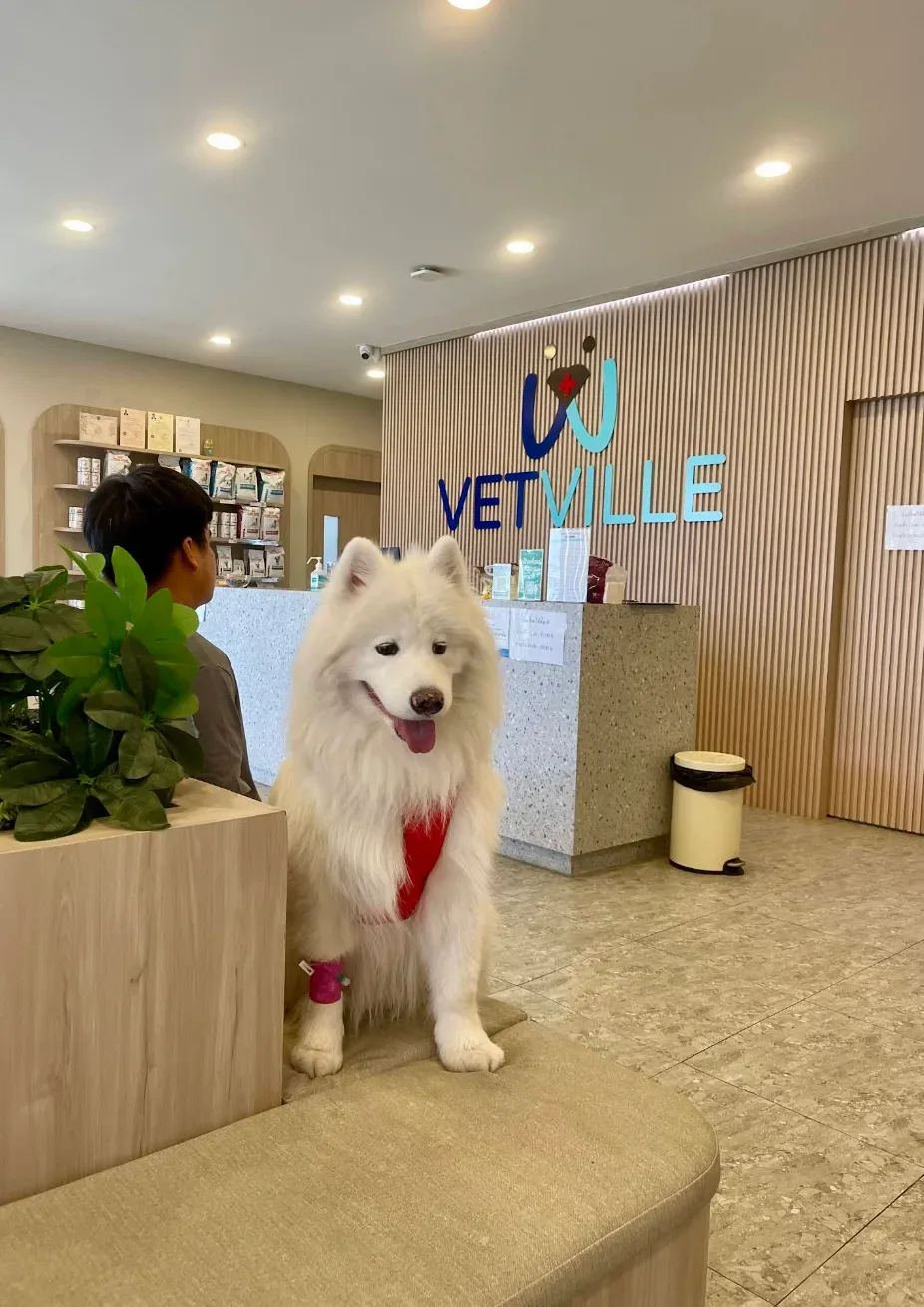 Vetville Pet Hospital Ratchaphruek คลินิก-โรงพยาบาลสัตว์ นนทบุรี 6