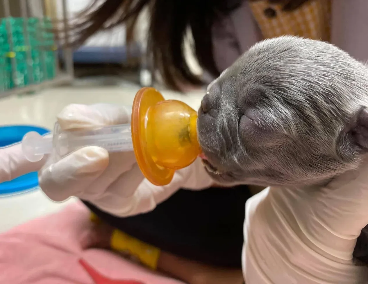 The Vet Hospital 24 Hour โรงพยาบาลสัตว์ เดอะเวท 24 ชั่วโมง คลินิก-โรงพยาบาลสัตว์ กรุงเทพมหานคร 4