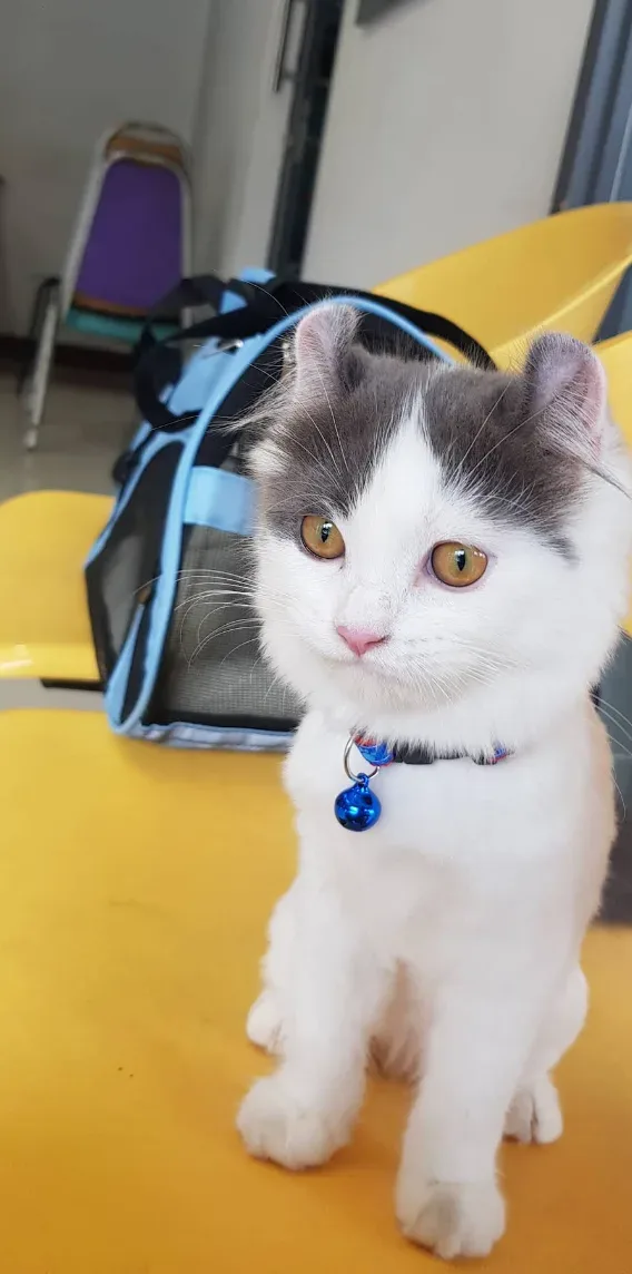 Phromphong Veterinary Hospital คลินิก-โรงพยาบาลสัตว์ กรุงเทพมหานคร 5