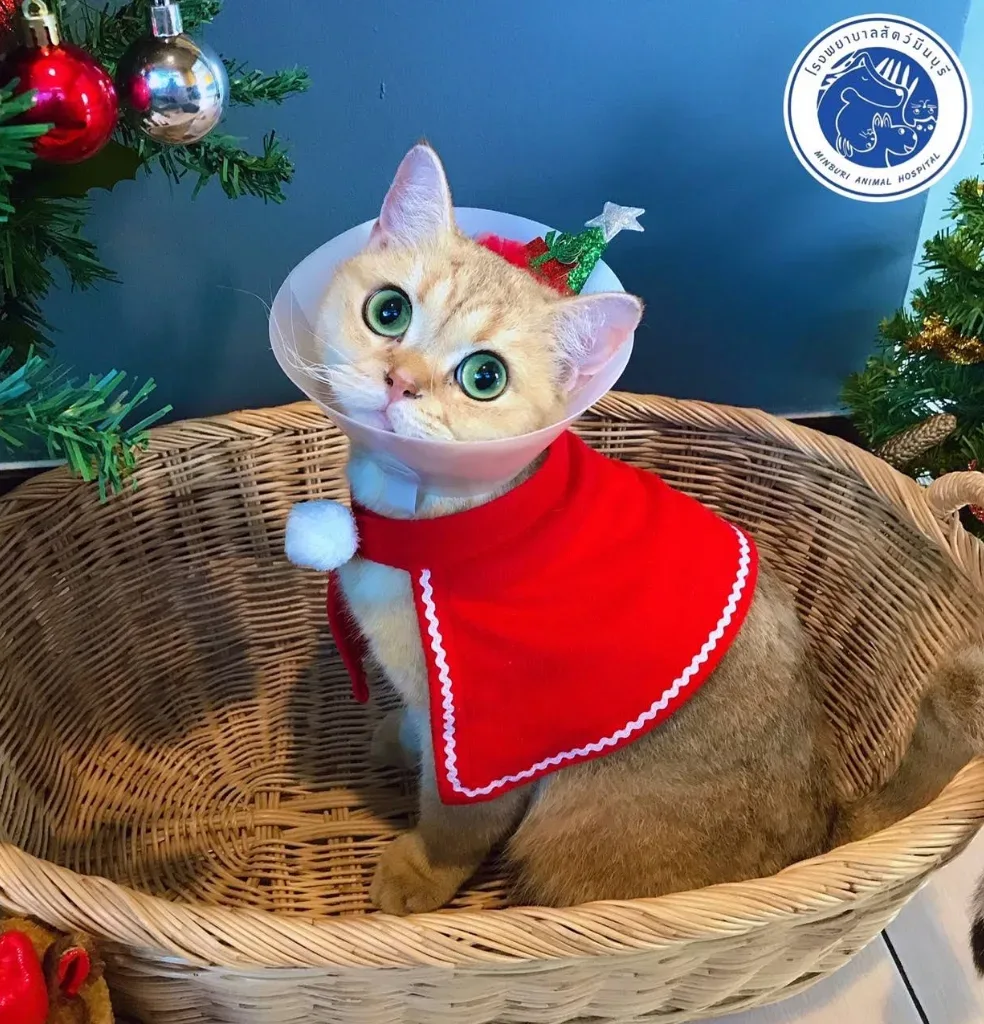 โรงพยาบาลสัตว์มีนบุรี (หัวถนนร่มเกล้า) / MBR Pet Hospital @Minburi คลินิก-โรงพยาบาลสัตว์ กรุงเทพมหานคร 4