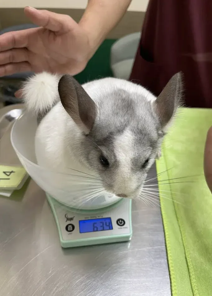 Platinum Animal Hospital โรงพยาบาลสัตว์แพลตตินัม คลินิก-โรงพยาบาลสัตว์ กรุงเทพมหานคร 2