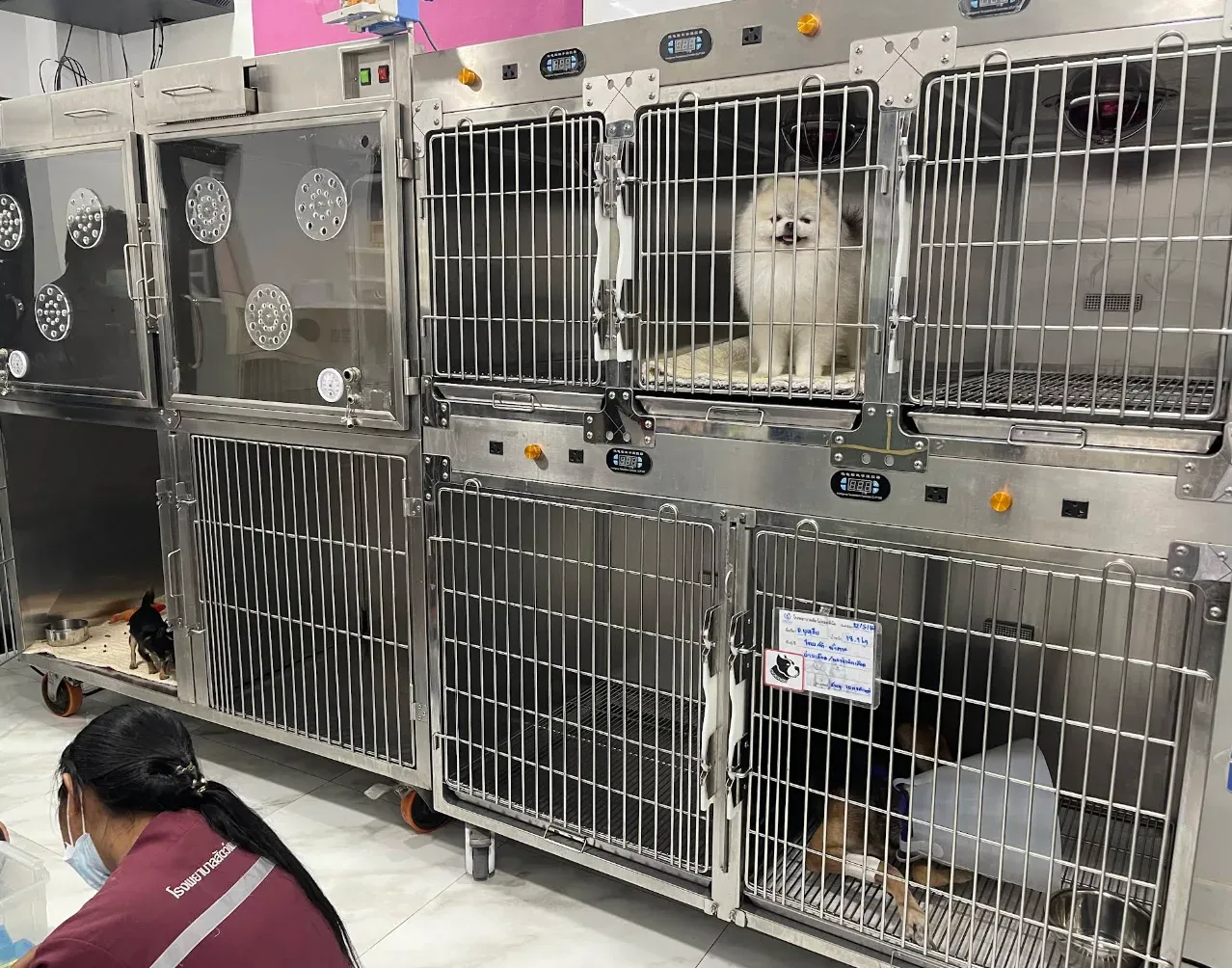Platinum Animal Hospital โรงพยาบาลสัตว์แพลตตินัม คลินิก-โรงพยาบาลสัตว์ กรุงเทพมหานคร 6