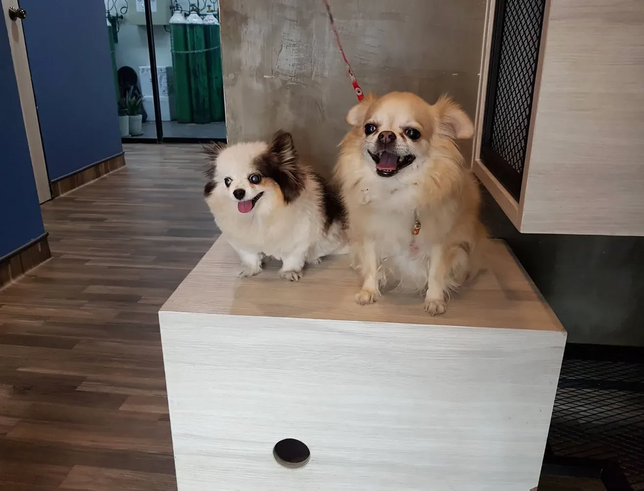 โรงพยาบาลสัตว์เพ็ทอีส PETiS Animal hospital คลินิก-โรงพยาบาลสัตว์ กรุงเทพมหานคร 3