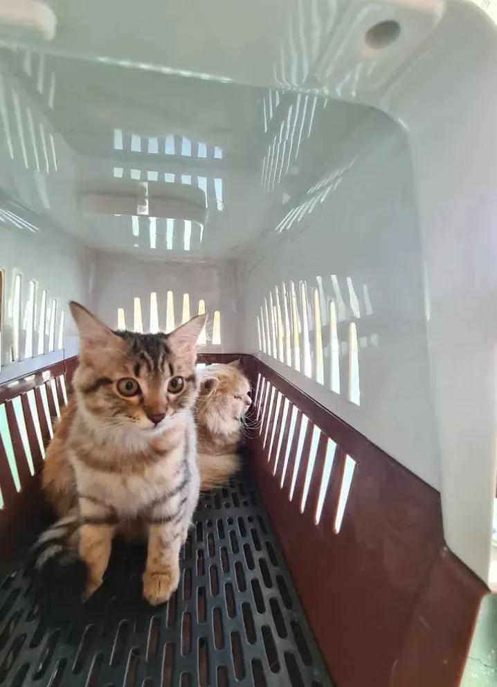 คลินิกรักษาสัตว์เพ็ททูพาร์ค Pet To Park animal clinic คลินิก-โรงพยาบาลสัตว์ กรุงเทพมหานคร 5