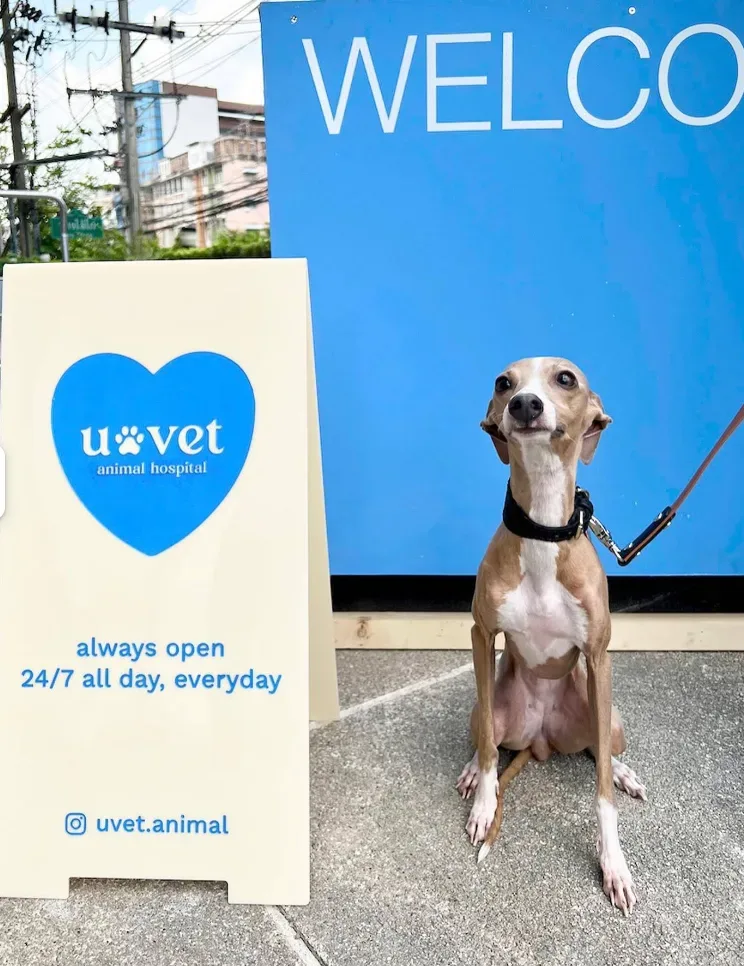 โรงพยาบาลสัตว์ยูเว็ท รามคำแหง (83/2) 24 ชั่วโมง UVET Animal Hospital Ramkhamhaeng คลินิก-โรงพยาบาลสัตว์ กรุงเทพมหานคร