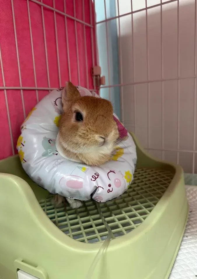 โรงพยาบาลสัตว์ออลเบสท์ – All Best Pet Hospital คลินิก-โรงพยาบาลสัตว์ กรุงเทพมหานคร 4