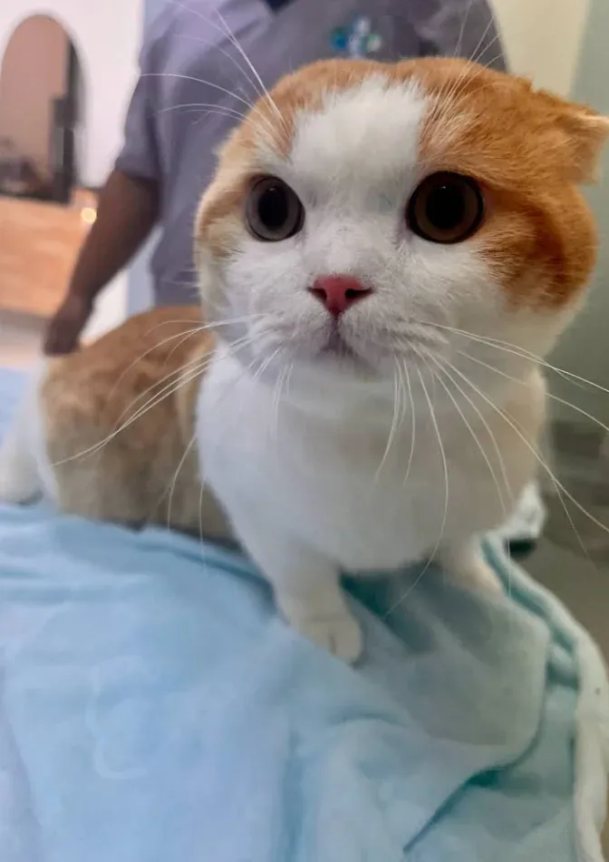 โรงพยาบาลสัตว์ออลเบสท์ – All Best Pet Hospital คลินิก-โรงพยาบาลสัตว์ กรุงเทพมหานคร 6