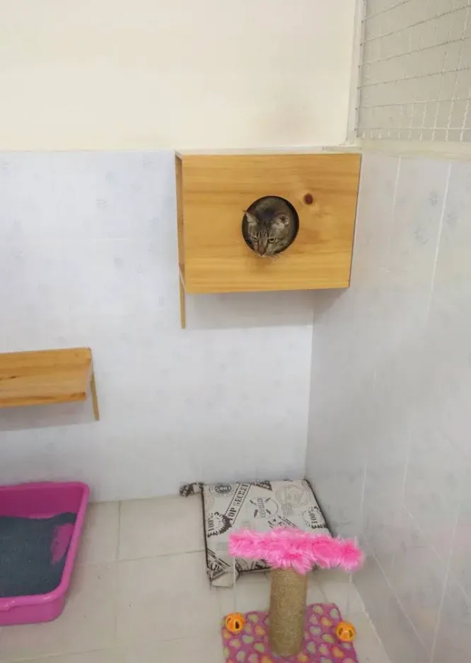 คลินิกบ้านหมามีรัก คลินิก-โรงพยาบาลสัตว์ กรุงเทพมหานคร 5