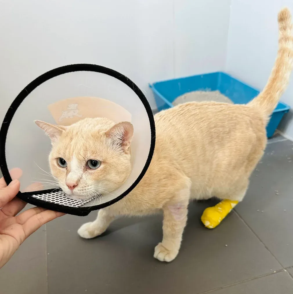 Pet Space Clinic คลินิกรักษาสัตว์เพ็ทสเปซและฝากเลี้ยง คลินิก-โรงพยาบาลสัตว์ กรุงเทพมหานคร 3