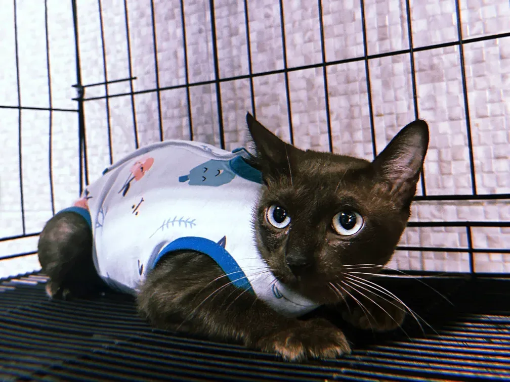 Pet Space Clinic คลินิกรักษาสัตว์เพ็ทสเปซและฝากเลี้ยง คลินิก-โรงพยาบาลสัตว์ กรุงเทพมหานคร 4
