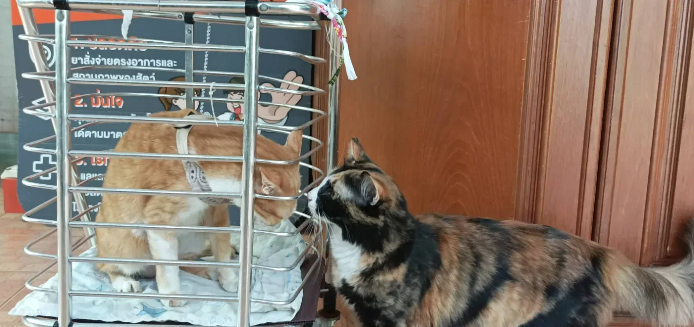 Bung Thong Lang Animal Hospital คลินิก-โรงพยาบาลสัตว์ กรุงเทพมหานคร