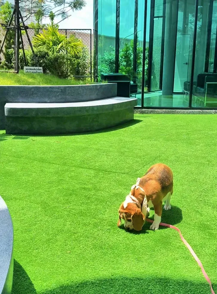 รพ.สัตว์โอะไดจินิ สาขากรุงเทพกรีฑา (Odaijini Pet Hospital Krungthep Kreetha Branch) คลินิก-โรงพยาบาลสัตว์ กรุงเทพมหานคร 6