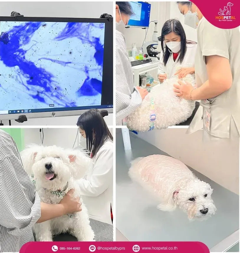 โรงพยาบาลสัตว์ HOSPETAL By PRS Center คลินิก-โรงพยาบาลสัตว์ กรุงเทพมหานคร 5