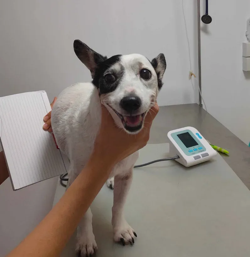 หมอพร รักษาสัตว์ (DR.PHORN VET. CLINIC) พัฒนาการ คลินิก-โรงพยาบาลสัตว์ กรุงเทพมหานคร 2