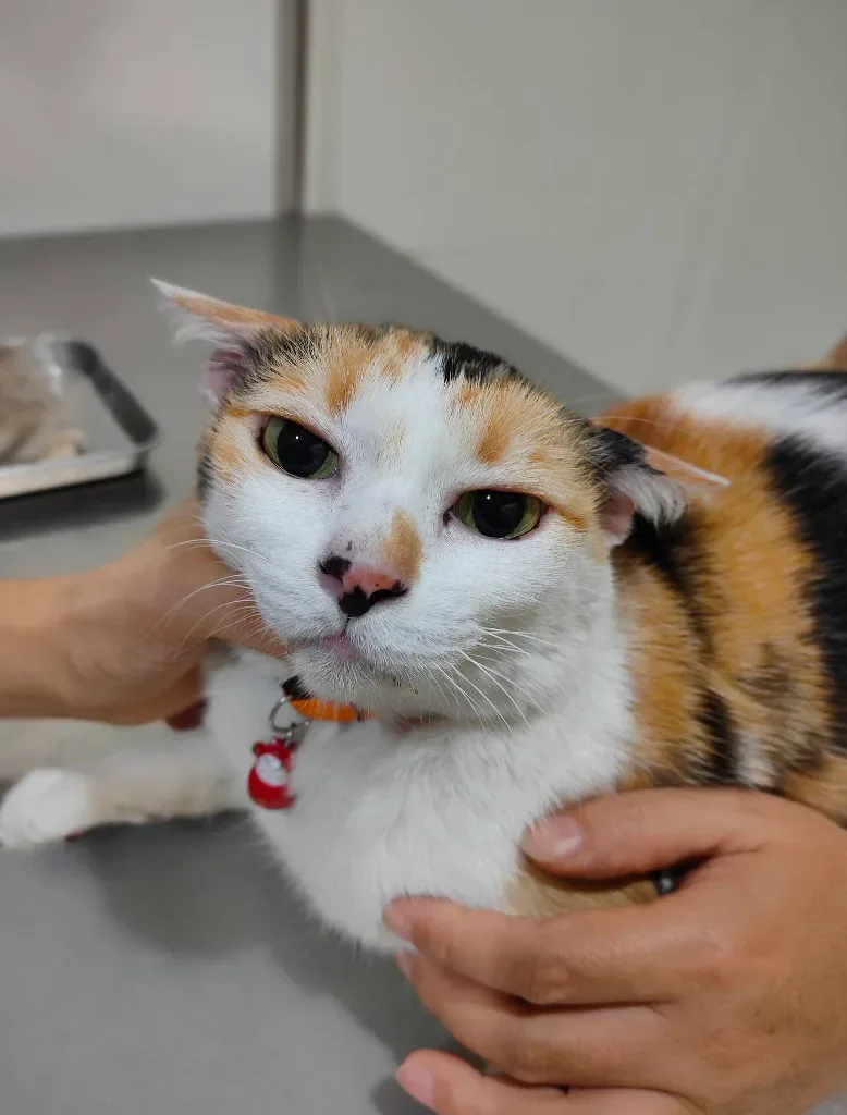 หมอพร รักษาสัตว์ (DR.PHORN VET. CLINIC) พัฒนาการ คลินิก-โรงพยาบาลสัตว์ กรุงเทพมหานคร 4