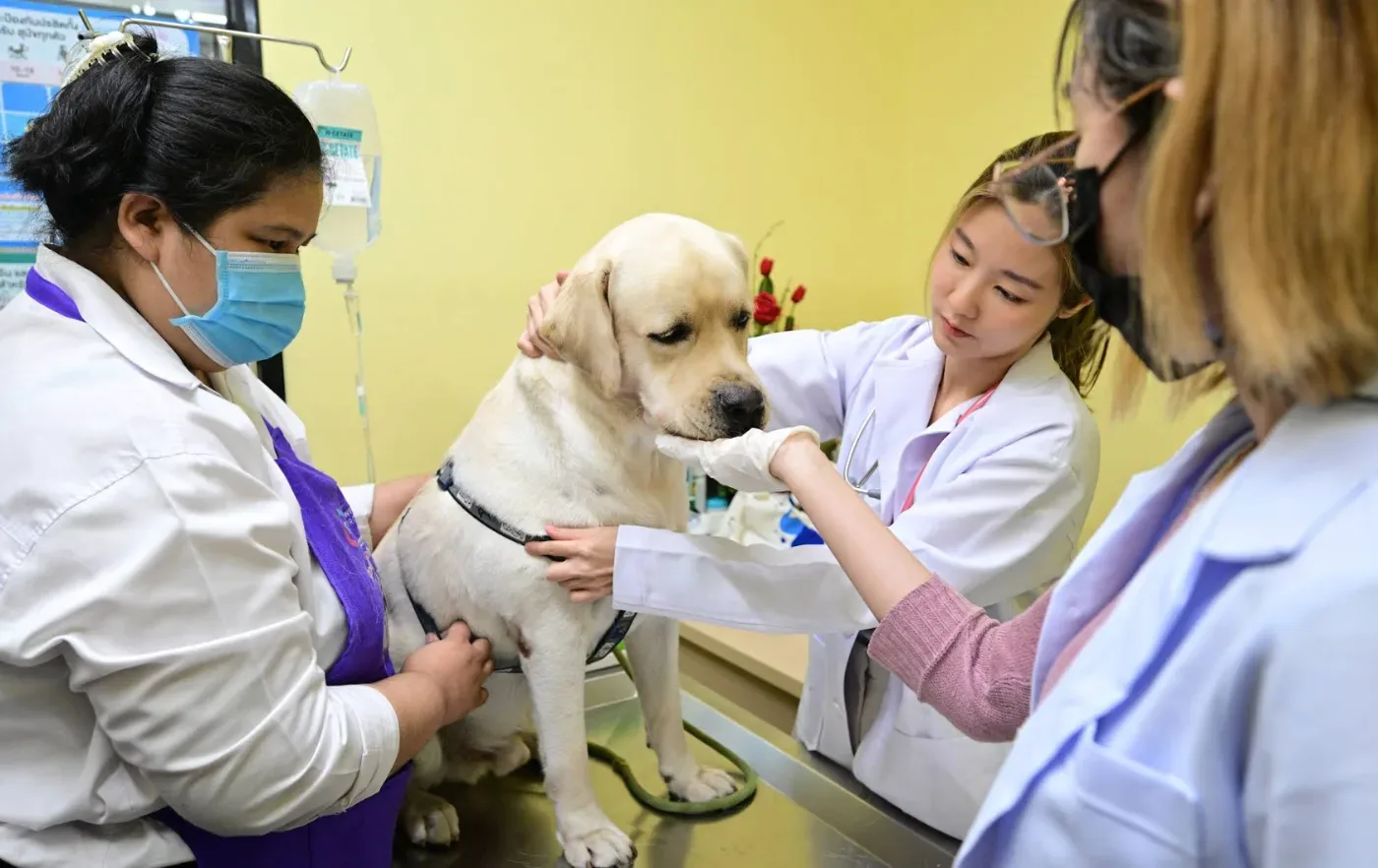 Pet Care + (คลินิก เพ็ทแคร์ พลัส) คลินิก-โรงพยาบาลสัตว์ กรุงเทพมหานคร