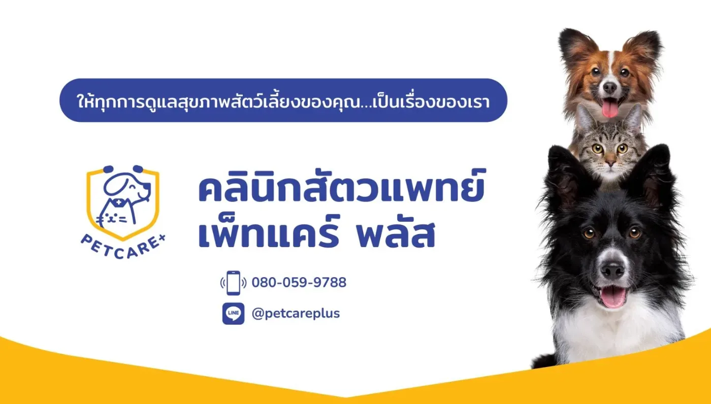 Pet Care + (คลินิก เพ็ทแคร์ พลัส) คลินิก-โรงพยาบาลสัตว์ กรุงเทพมหานคร 4