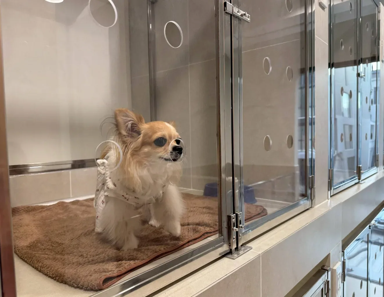 โรงพยาบาลสัตว์ไพรด์พัฒน์ เปิด 24 ชั่วโมง (PridePhat Pet Hospital) คลินิก-โรงพยาบาลสัตว์ กรุงเทพมหานคร