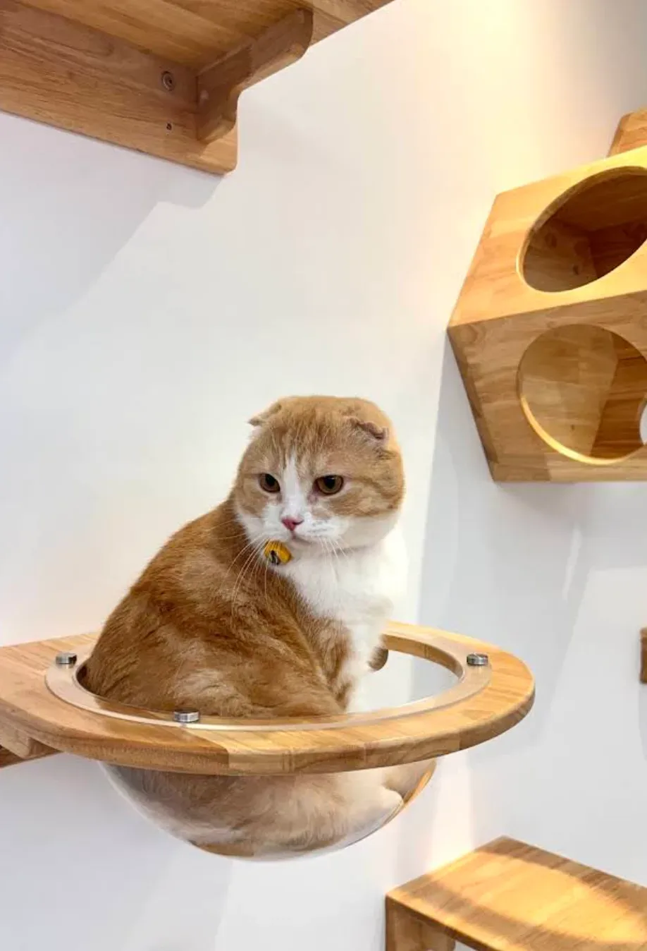 โรงพยาบาลสัตว์ไพรด์พัฒน์ เปิด 24 ชั่วโมง (PridePhat Pet Hospital) คลินิก-โรงพยาบาลสัตว์ กรุงเทพมหานคร 4