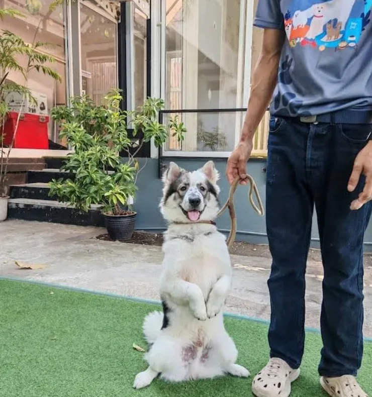 เดอะเพ็ทแคร์ (ThePetCare) คลินิก-โรงพยาบาลสัตว์ กรุงเทพมหานคร 2