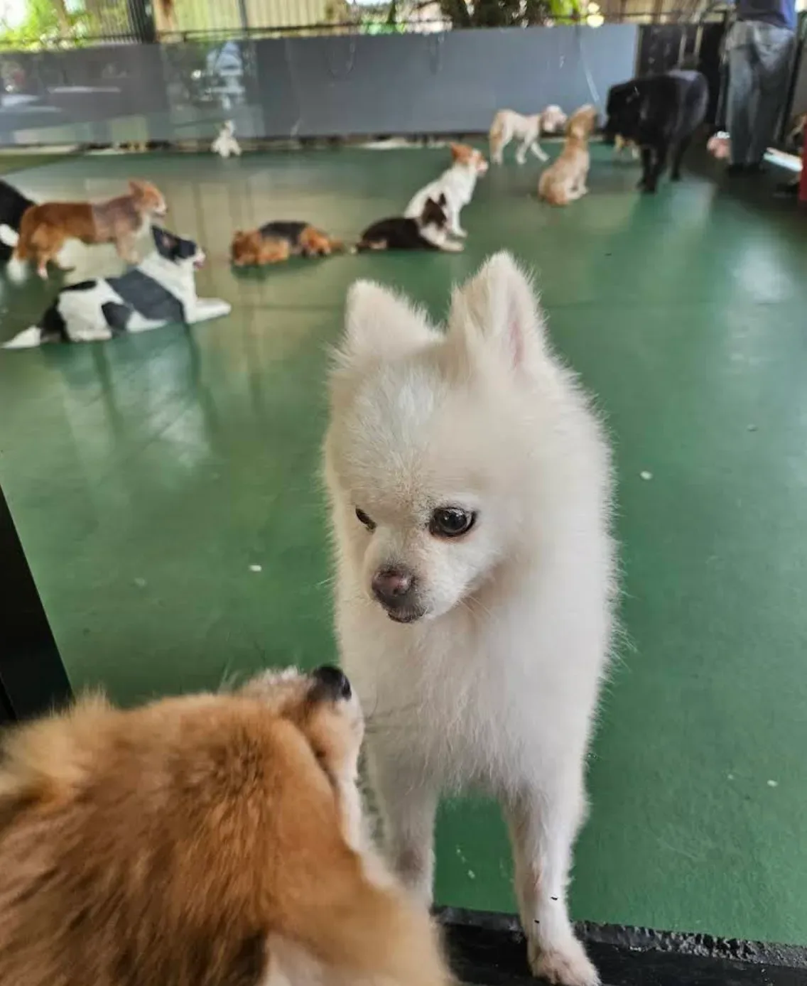 เดอะเพ็ทแคร์ (ThePetCare) คลินิก-โรงพยาบาลสัตว์ กรุงเทพมหานคร 4