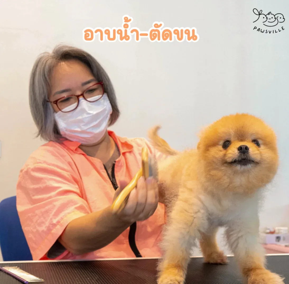 Pawsville Animal Hospital คลินิก-โรงพยาบาลสัตว์ กรุงเทพมหานคร 4