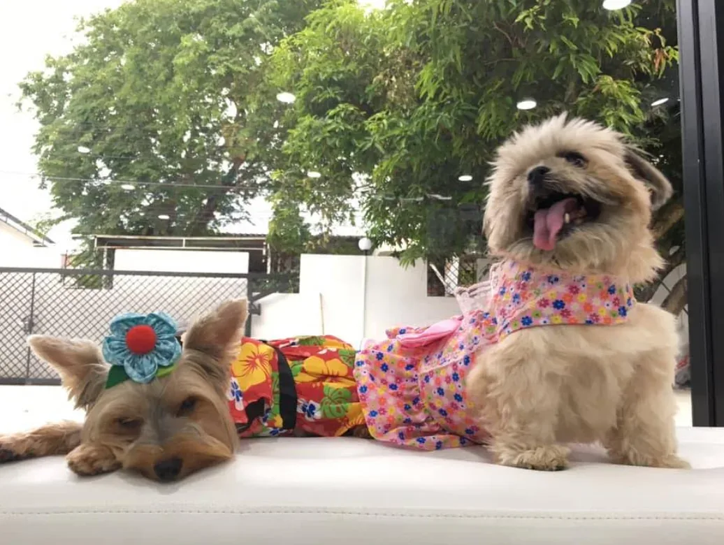 โรงพยาบาลสัตว์เดอะไนน์ (The Nine Animal Hospital) คลินิก-โรงพยาบาลสัตว์ กรุงเทพมหานคร 3