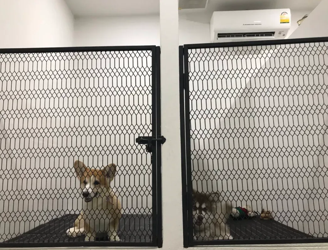 โรงพยาบาลสัตว์เดอะไนน์ (The Nine Animal Hospital) คลินิก-โรงพยาบาลสัตว์ กรุงเทพมหานคร 4