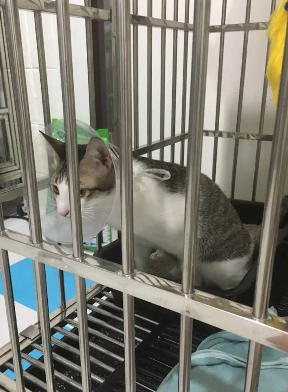 โรงพยาบาลสัตว์เดอะไนน์ (The Nine Animal Hospital) คลินิก-โรงพยาบาลสัตว์ กรุงเทพมหานคร 5