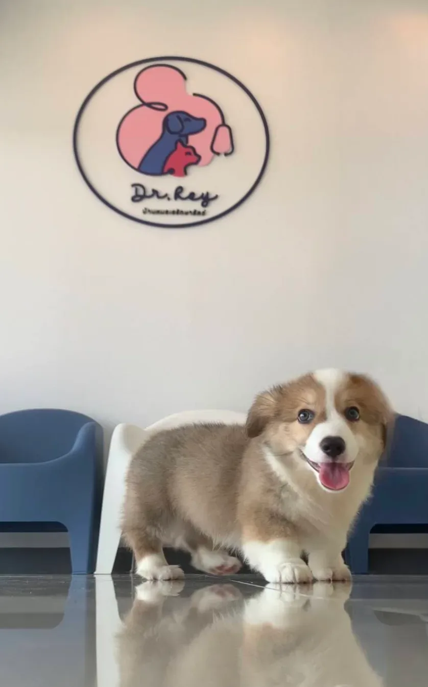 บ้านหมอเฮรักษาสัตว์ คลินิก-โรงพยาบาลสัตว์ กรุงเทพมหานคร