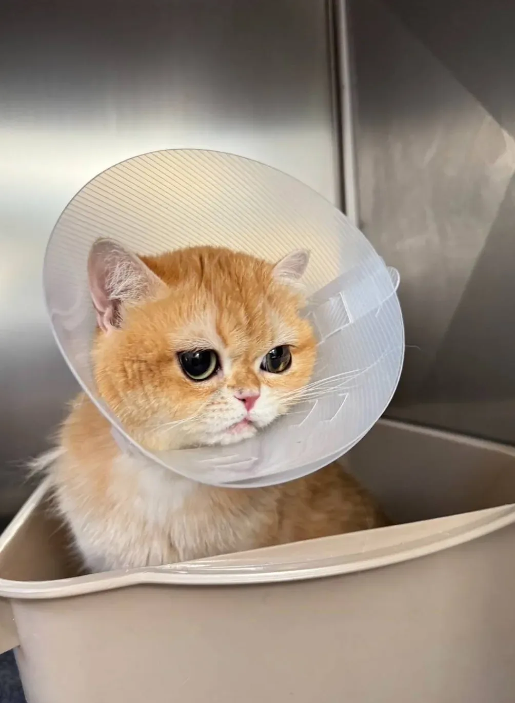 โรงพยาบาลสัตว์ฮาโตะ สาขาพัฒนาการ Hato Animal Hospital Phatthanakan คลินิก-โรงพยาบาลสัตว์ กรุงเทพมหานคร 2